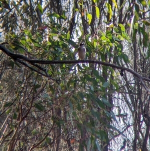 Todiramphus sanctus at Hamilton Valley, NSW - 18 Mar 2022
