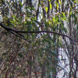 Todiramphus sanctus at Hamilton Valley, NSW - 18 Mar 2022 05:45 PM