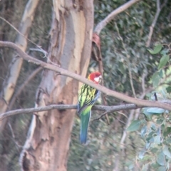 Platycercus eximius (Eastern Rosella) at Albury - 18 Mar 2022 by Darcy