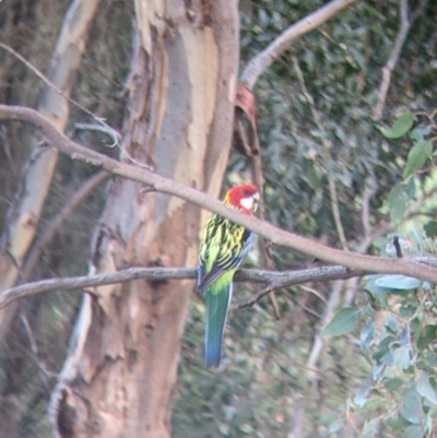 Platycercus eximius (Eastern Rosella) at Norris Hill - 18 Mar 2022 by Darcy