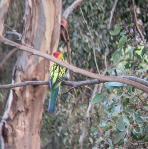 Platycercus eximius at Lavington, NSW - 18 Mar 2022