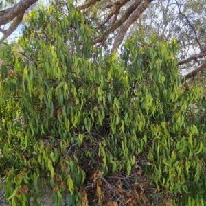 Amyema miquelii at Jerrabomberra, ACT - 21 Mar 2022