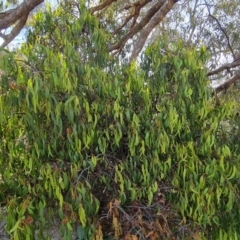 Amyema miquelii (Box Mistletoe) at Isaacs Ridge and Nearby - 21 Mar 2022 by Mike