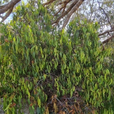 Amyema miquelii (Box Mistletoe) at Isaacs Ridge and Nearby - 21 Mar 2022 by Mike