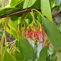 Amyema miquelii at Jerrabomberra, ACT - 21 Mar 2022