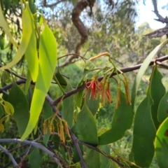 Amyema miquelii at Jerrabomberra, ACT - 21 Mar 2022