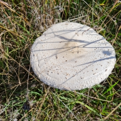 Macrolepiota dolichaula (Macrolepiota dolichaula) at Jerrabomberra, ACT - 21 Mar 2022 by Mike