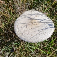 Macrolepiota dolichaula (Macrolepiota dolichaula) at Isaacs Ridge and Nearby - 21 Mar 2022 by Mike
