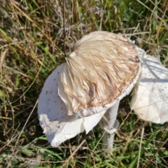 Macrolepiota dolichaula at Jerrabomberra, ACT - 21 Mar 2022 03:48 PM