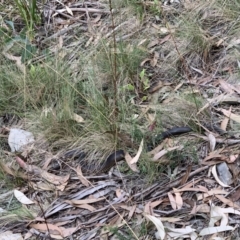 Austrelaps ramsayi (Highlands Copperhead) at Namadgi National Park - 20 Mar 2022 by JohnnyBoyACT