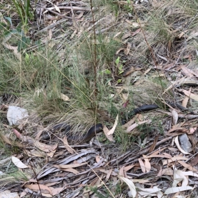 Austrelaps ramsayi (Highlands Copperhead) at Namadgi National Park - 20 Mar 2022 by JohnnyBoyACT