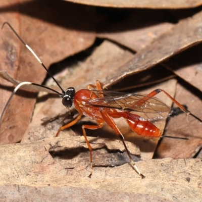 Stiromesostenus sp. (genus) (An ichneumon wasp) at ANBG - 20 Mar 2022 by TimL