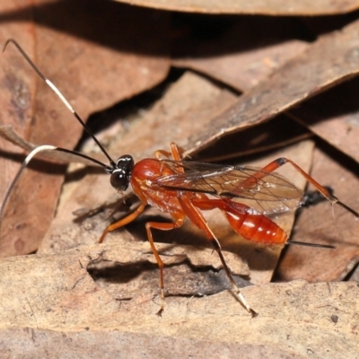 Ichneumonidae (family) (Unidentified ichneumon wasp) at Acton, ACT - 20 Mar 2022 by TimL