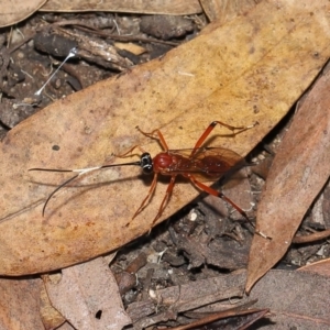 Stiromesostenus sp. (genus) at Acton, ACT - 20 Mar 2022