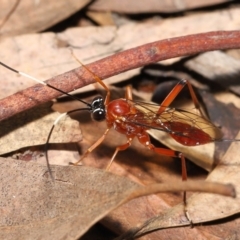 Stiromesostenus sp. (genus) at Acton, ACT - 20 Mar 2022