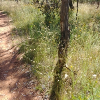 Eryngium ovinum (Blue Devil) at Mount Majura - 1 Jan 2022 by Avery