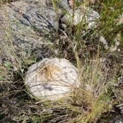 Macrolepiota dolichaula (Macrolepiota dolichaula) at Jerrabomberra, ACT - 21 Mar 2022 by Mike