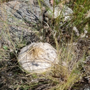 Macrolepiota dolichaula at Jerrabomberra, ACT - 21 Mar 2022