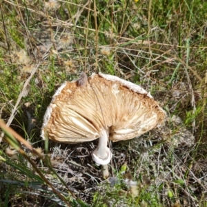 Macrolepiota dolichaula at Jerrabomberra, ACT - 21 Mar 2022