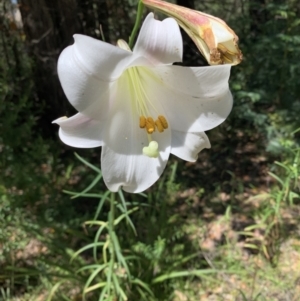 Lilium formosanum at Bundanoon, NSW - 20 Mar 2022