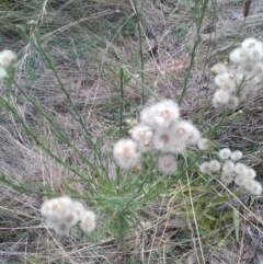 Erigeron bonariensis (Flaxleaf Fleabane) at Watson, ACT - 21 Mar 2022 by abread111