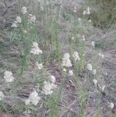 Erigeron bonariensis at Watson, ACT - 21 Mar 2022