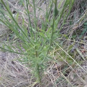 Erigeron bonariensis at Watson, ACT - 21 Mar 2022