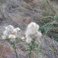 Erigeron bonariensis at Watson, ACT - 21 Mar 2022 12:18 PM