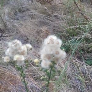 Erigeron bonariensis at Watson, ACT - 21 Mar 2022