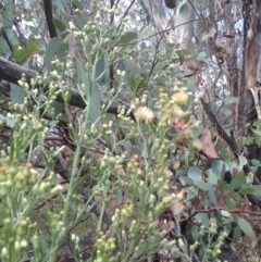 Erigeron sumatrensis (Tall Fleabane) at Mount Majura - 21 Mar 2022 by abread111