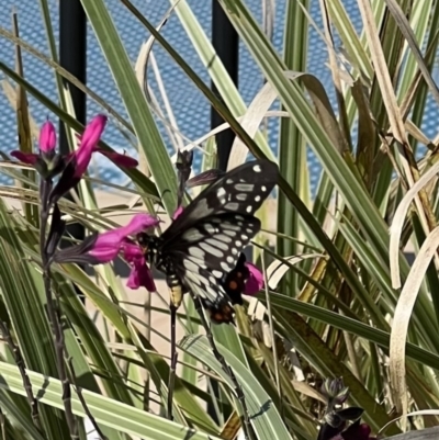 Papilio anactus (Dainty Swallowtail) at Murrumbateman, NSW - 21 Mar 2022 by SimoneC