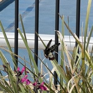 Papilio anactus at Murrumbateman, NSW - 21 Mar 2022 11:04 AM