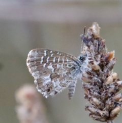 Unidentified Blue & Copper (Lycaenidae) (TBC) at Hughes, ACT - 21 Mar 2022 by LisaH