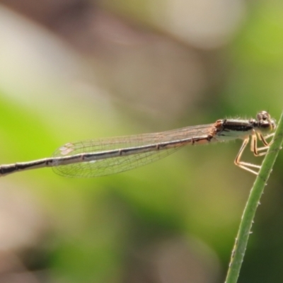 Ischnura aurora (Aurora Bluetail) at Deakin, ACT - 21 Mar 2022 by LisaH