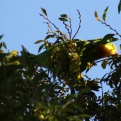 Polytelis swainsonii (Superb Parrot) at Hughes, ACT - 21 Mar 2022 by LisaH