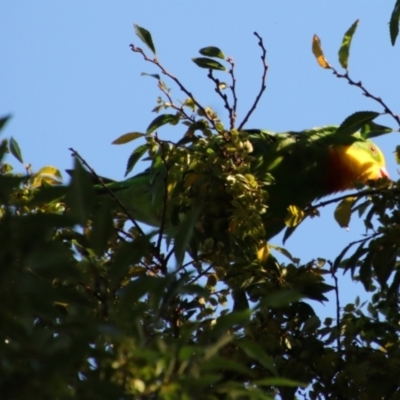 Polytelis swainsonii (Superb Parrot) at Hughes, ACT - 21 Mar 2022 by LisaH