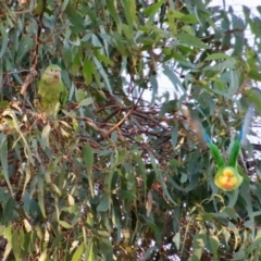 Polytelis swainsonii (Superb Parrot) at Red Hill Nature Reserve - 21 Mar 2022 by LisaH