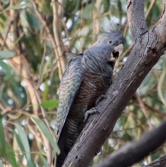 Callocephalon fimbriatum (Gang-gang Cockatoo) at Hughes Grassy Woodland - 21 Mar 2022 by LisaH