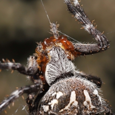 Backobourkia (genus) (An orb weaver) at Acton, ACT - 20 Mar 2022 by TimL