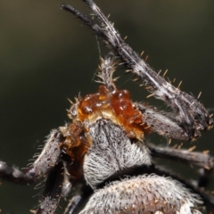 Backobourkia sp. (genus) at Acton, ACT - 20 Mar 2022