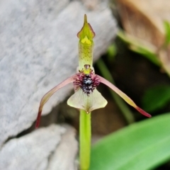 Chiloglottis seminuda (Turtle Orchid) at Sassafras, NSW - 21 Mar 2022 by RobG1