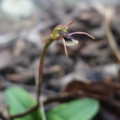 Chiloglottis seminuda at suppressed - suppressed