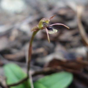 Chiloglottis seminuda at suppressed - suppressed