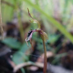 Chiloglottis seminuda at suppressed - suppressed