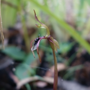 Chiloglottis seminuda at suppressed - suppressed