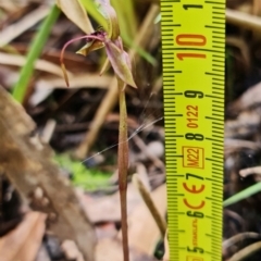 Chiloglottis seminuda at suppressed - suppressed