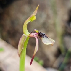 Chiloglottis seminuda at suppressed - suppressed