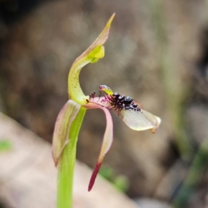 Chiloglottis seminuda at suppressed - 21 Mar 2022