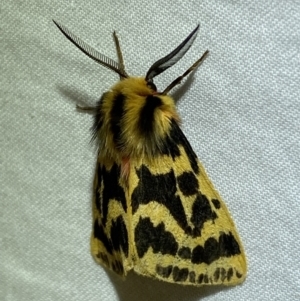 Ardices curvata at Jerrabomberra, NSW - 21 Mar 2022