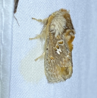 Pseudanapaea (genus) (A cup moth) at Jerrabomberra, NSW - 21 Mar 2022 by SteveBorkowskis